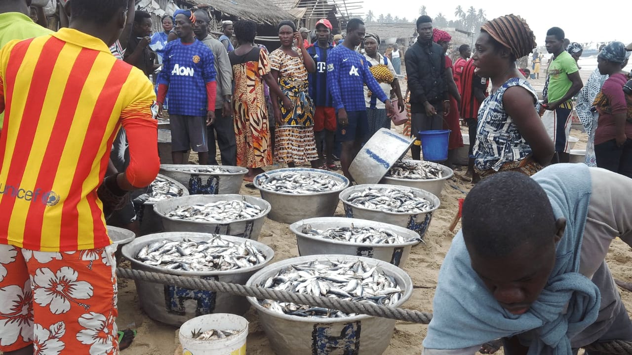Recounting Losses: The Cost of Light Fishing to Fish Processors and Fishermen