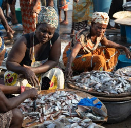 Recounting Losses: Light Fishing's Drive on Irregular Migration among Ghanaian Female Fishers over Mounting Debt