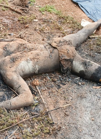 Farmer butchered wife, kills himself too